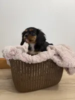 Belle, a female Cavalier King Charles Spaniel for sale in Middlebury, IN – 6 of 7