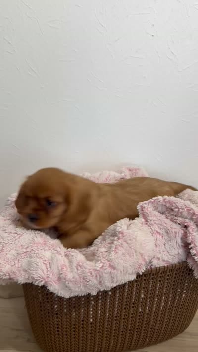 Bailey , a female Cavalier King Charles Spaniel for sale in Middlebury, IN – 8 of 8