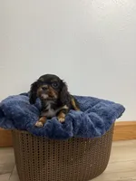 Bentley, a male Cavalier King Charles Spaniel for sale in Middlebury, IN – 2 of 9