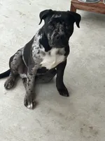 Onyx, a male Staffordshire Bull Terrier and American Bully for sale in Belton, TX – 3 of 6