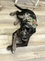 Onyx, a male Staffordshire Bull Terrier and American Bully for sale in Belton, TX – 2 of 6