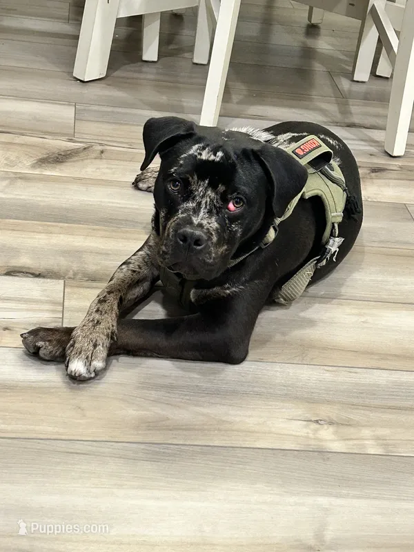 Onyx – Staffordshire Bull Terrier, American Bully puppy for sale in Belton, TX