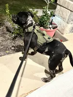 Onyx, a male Staffordshire Bull Terrier and American Bully for sale in Belton, TX – 5 of 6