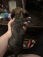 Wisteria , a female Miniature Dachshund for sale in Canton, OH – 1 of 3
