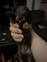 Marcia, a female Miniature Dachshund for sale in Canton, OH – 2 of 3