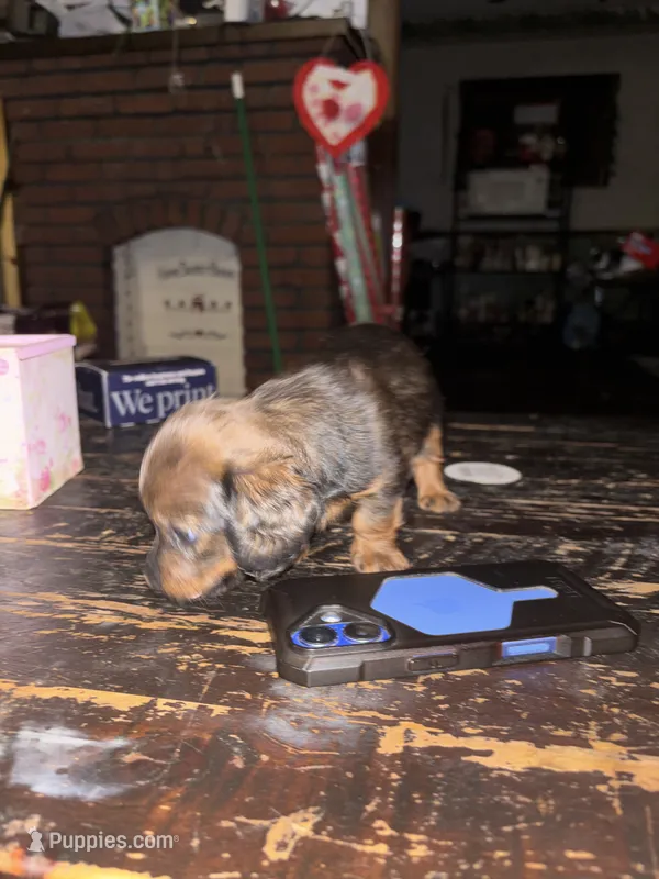 Marcia – Miniature Dachshund puppy on hold in Canton, OH