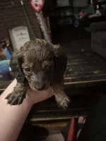 Wisteria , a female Miniature Dachshund for sale in Canton, OH – 3 of 3