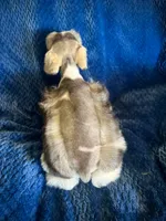 Peanut, a male Miniature Schnauzer for sale in Eden, UT – 4 of 4