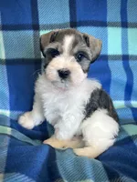 Brody, a male Miniature Schnauzer for sale in Eden, UT – 1 of 5