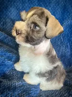 Peanut, a male Miniature Schnauzer for sale in Eden, UT – 3 of 4