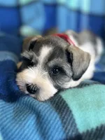 Brody, a male Miniature Schnauzer for sale in Eden, UT – 4 of 5