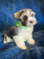 Peanut, a male Miniature Schnauzer for sale in Eden, UT – 2 of 4