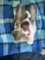 Brody, a male Miniature Schnauzer for sale in Eden, UT – 3 of 5