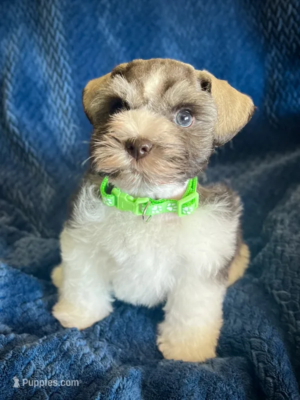 Peanut – Miniature Schnauzer puppy for sale in Eden, UT
