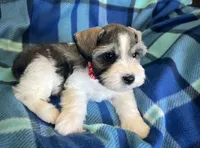 Brody, a male Miniature Schnauzer for sale in Eden, UT – 5 of 5