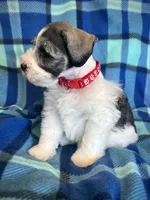 Brody, a male Miniature Schnauzer for sale in Eden, UT – 2 of 5