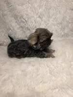 Ting Blue Sable Pekitzu, a female Shih Tzu for sale in Ellensburg, WA – 2 of 6
