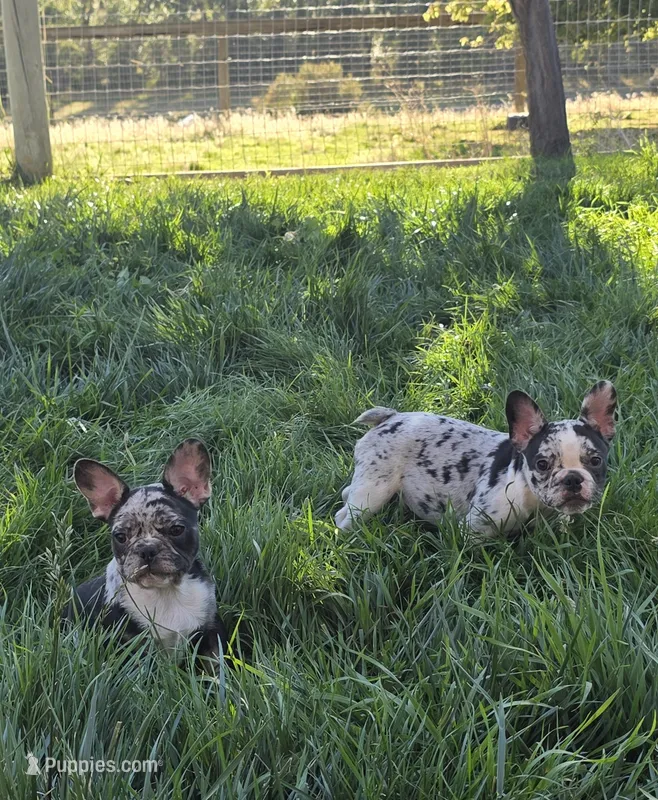 Sebastian – French Bulldog puppy for sale in Ellensburg, WA
