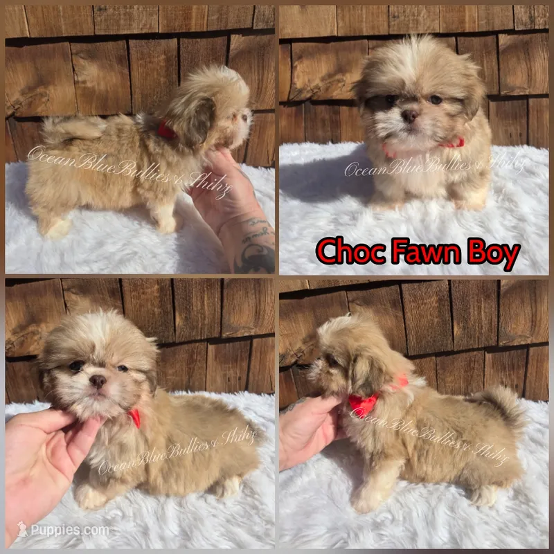 Toy Pekitzu – Pekingese, Shih Tzu puppy for sale in Ellensburg, WA
