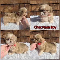 Toy Pekitzu, a male Pekingese and Shih Tzu for sale in Ellensburg, WA – 1 of 1