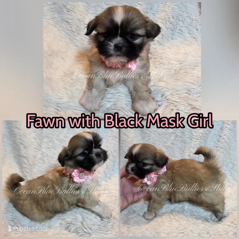 Pekitzu Girl#2 – Pekingese, Shih Tzu puppy for sale in Seattle, WA