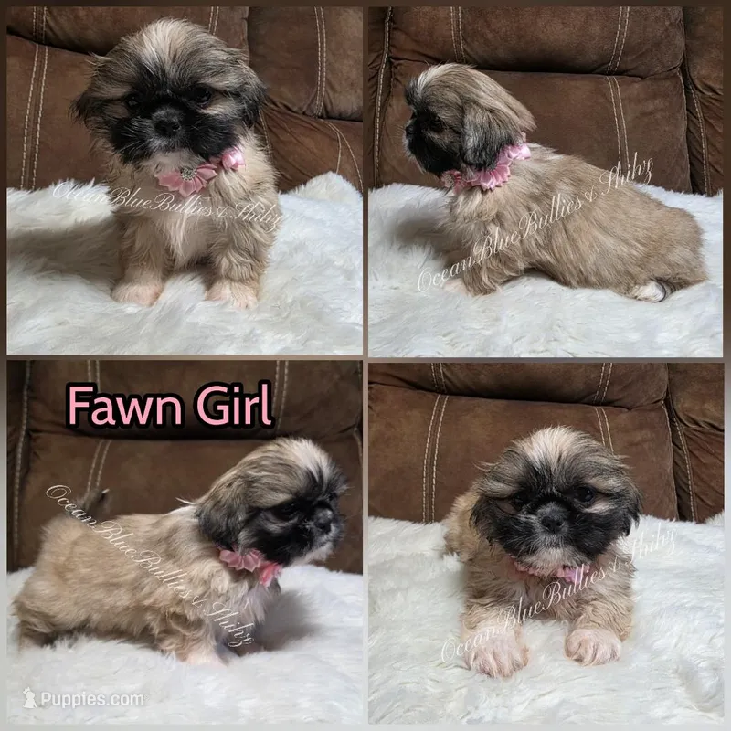 Pekitzu Girl#2 – Pekingese, Shih Tzu puppy for sale in Seattle, WA