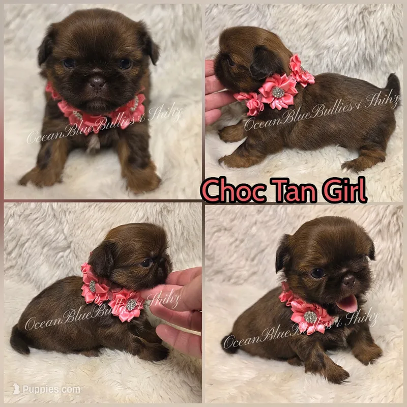 Tiny Choc Tan Pekitzu – Pekingese, Shih Tzu puppy for sale in Ellensburg, WA