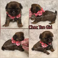 Tiny Choc Tan Pekitzu, a female Pekingese and Shih Tzu for sale in Ellensburg, WA – 1 of 1