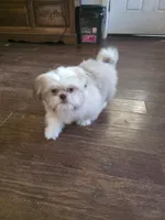 Teddy, a male Shih Tzu for sale in Ellensburg, WA – 2 of 3