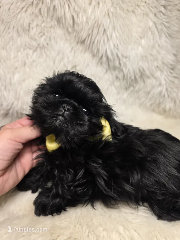 Solid Black Pekitzu  – Pekingese, Shih Tzu puppy for sale in Ellensburg, WA