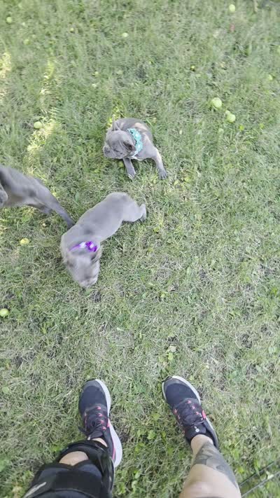 White Collar Girl, a female French Bulldog for sale in Ellensburg, WA – 2 of 2