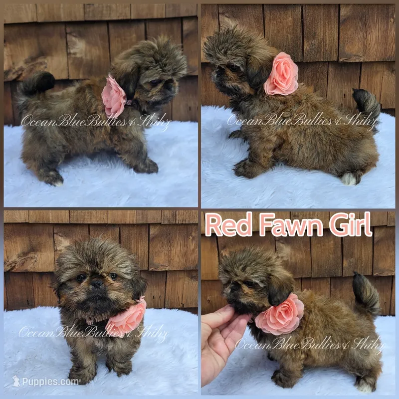 Daffy duck. – Pekingese, Shih Tzu puppy for sale in Ellensburg, WA
