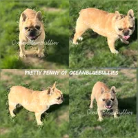 Fawn Merle 19lbs, a female French Bulldog for sale in Ellensburg, WA – 1 of 1