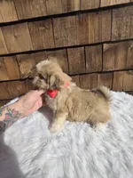 Choc Fawn Boy pekitzu , a male Shih Tzu for sale in Ellensburg, WA – 4 of 4
