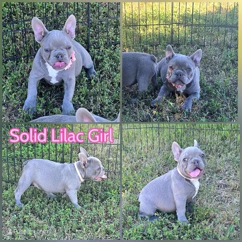 Pink Collar girl – French Bulldog puppy for sale in Ellensburg, WA