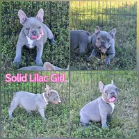 Pink Collar girl, a female French Bulldog for sale in Ellensburg, WA – 1 of 2