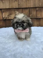 Teacup Tootie , a female Shih Tzu for sale in Ellensburg, WA – 7 of 7