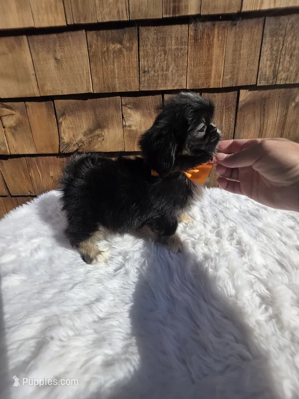 Black Tri Pekitzu  – Shih Tzu puppy for sale in Ellensburg, WA