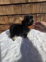 Black Tri Pekitzu , a male Shih Tzu for sale in Ellensburg, WA – 1 of 5
