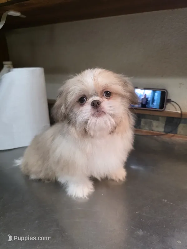 Teddy – Pekingese, Shih Tzu puppy for sale in Ellensburg, WA