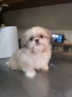 Teddy, a male Pekingese and Shih Tzu for sale in Ellensburg, WA – 1 of 3