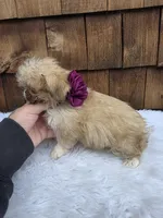 Teacup Butterscotch , a female Shih Tzu for sale in Ellensburg, WA – 5 of 5
