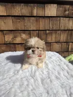 Choc Fawn Boy pekitzu , a male Shih Tzu for sale in Ellensburg, WA – 3 of 4