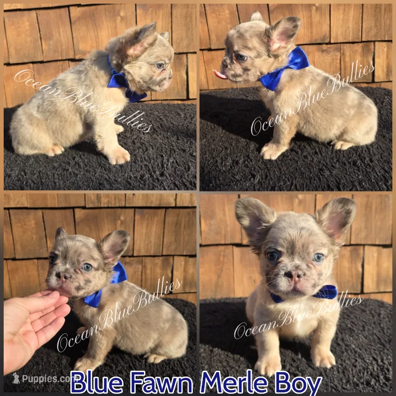 Seth – French Bulldog puppy for sale in Ellensburg, WA