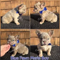 Seth, a male French Bulldog for sale in Ellensburg, WA – 1 of 1