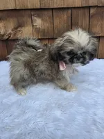 Teacup Tootie , a female Shih Tzu for sale in Ellensburg, WA – 5 of 7
