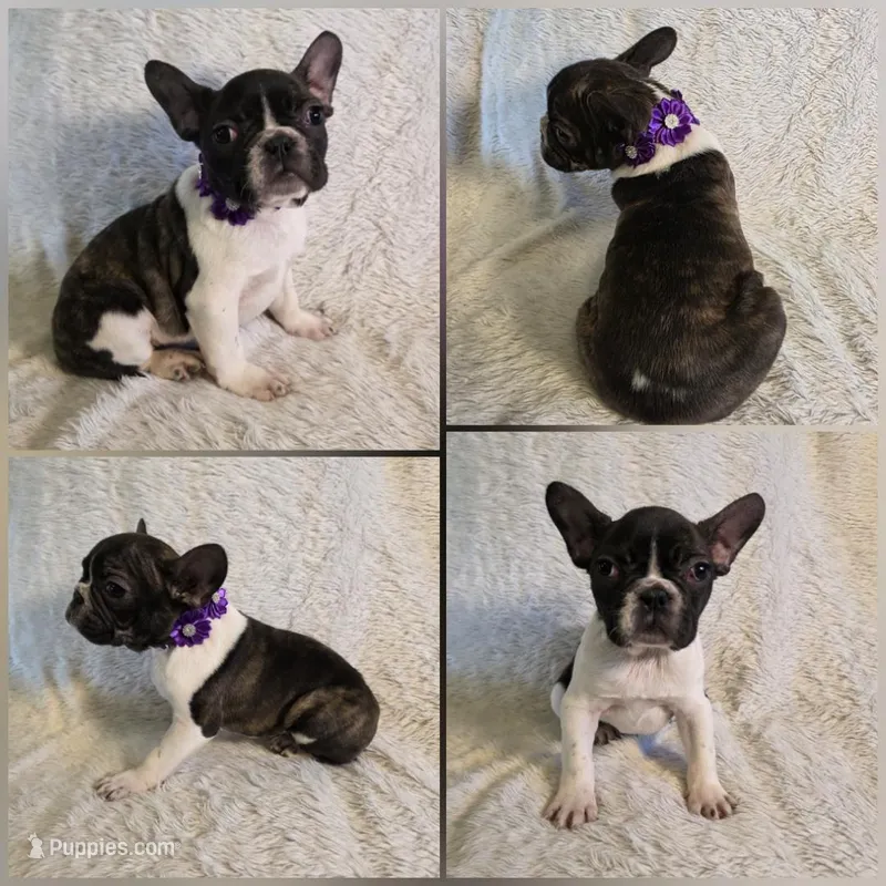Rain, a female French Bulldog for sale in Seattle, WA – Photo 1 of 1