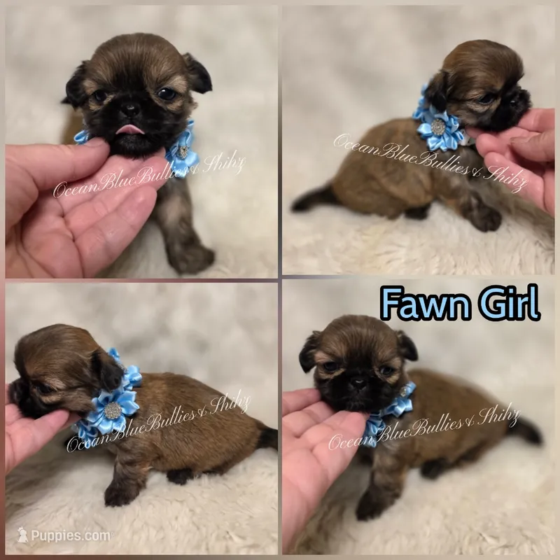Teacup Fawn – Pekingese, Shih Tzu puppy for sale in Ellensburg, WA