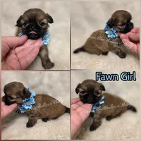 Teacup Fawn, a female Pekingese and Shih Tzu for sale in Ellensburg, WA – 1 of 1