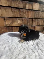 Black Tri Pekitzu , a male Shih Tzu for sale in Ellensburg, WA – 4 of 5